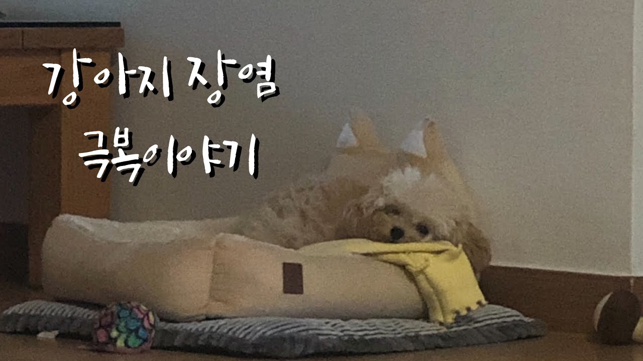 강아지 장염 극복이야기 / 강아지 장염 / 강아지가 아플 때 / 강아지 자가치료 / 토이푸들