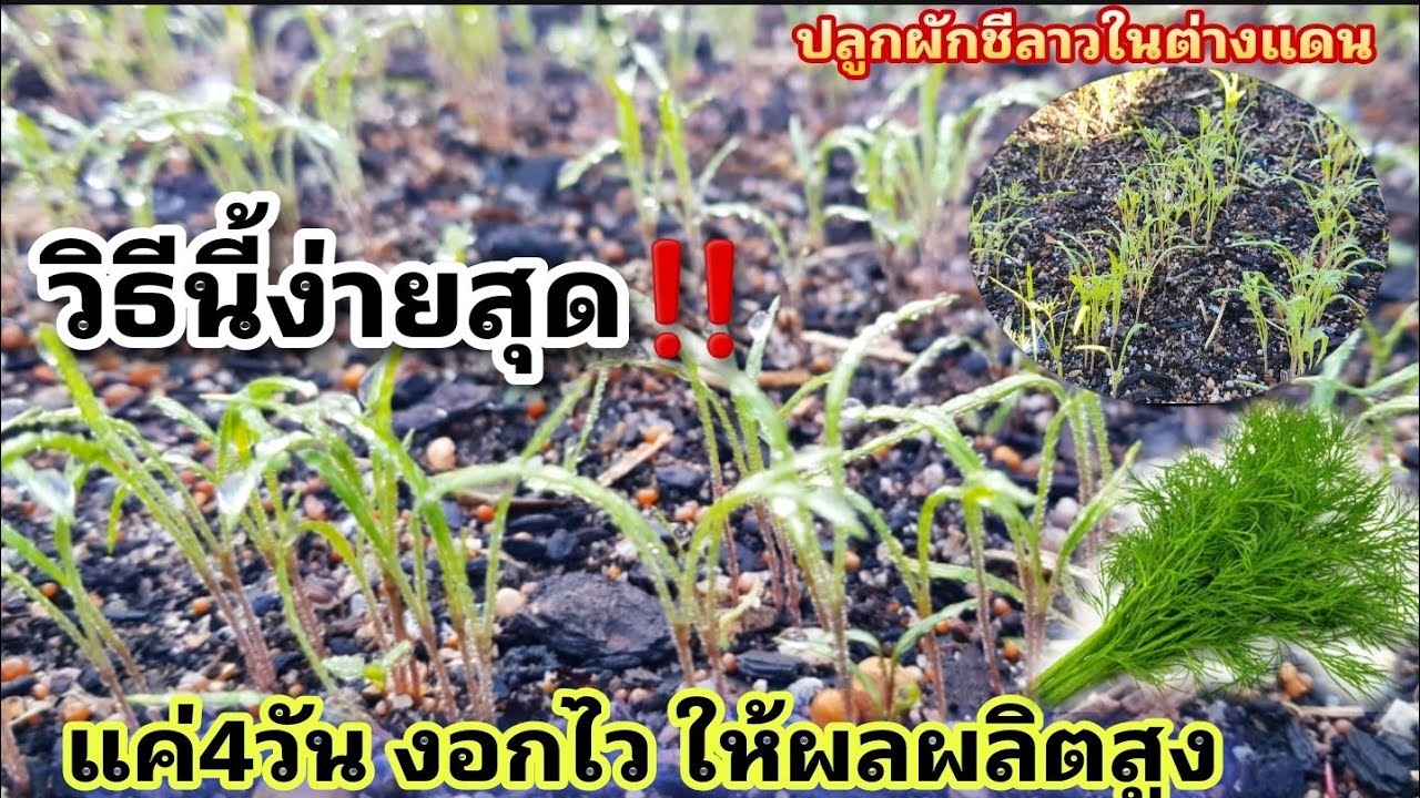 วิธีเพาะผักชีลาวให้งอกไวภายใน4วัน‼โตไวให้ผลผลิตสูง🌱ไอเดียเกษตรชาวบ้าน how to grow dill from seeds