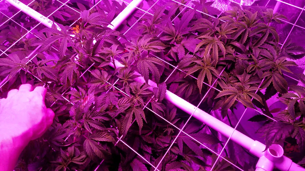 Red Eyed Review: Mars 2 hydro 1600w