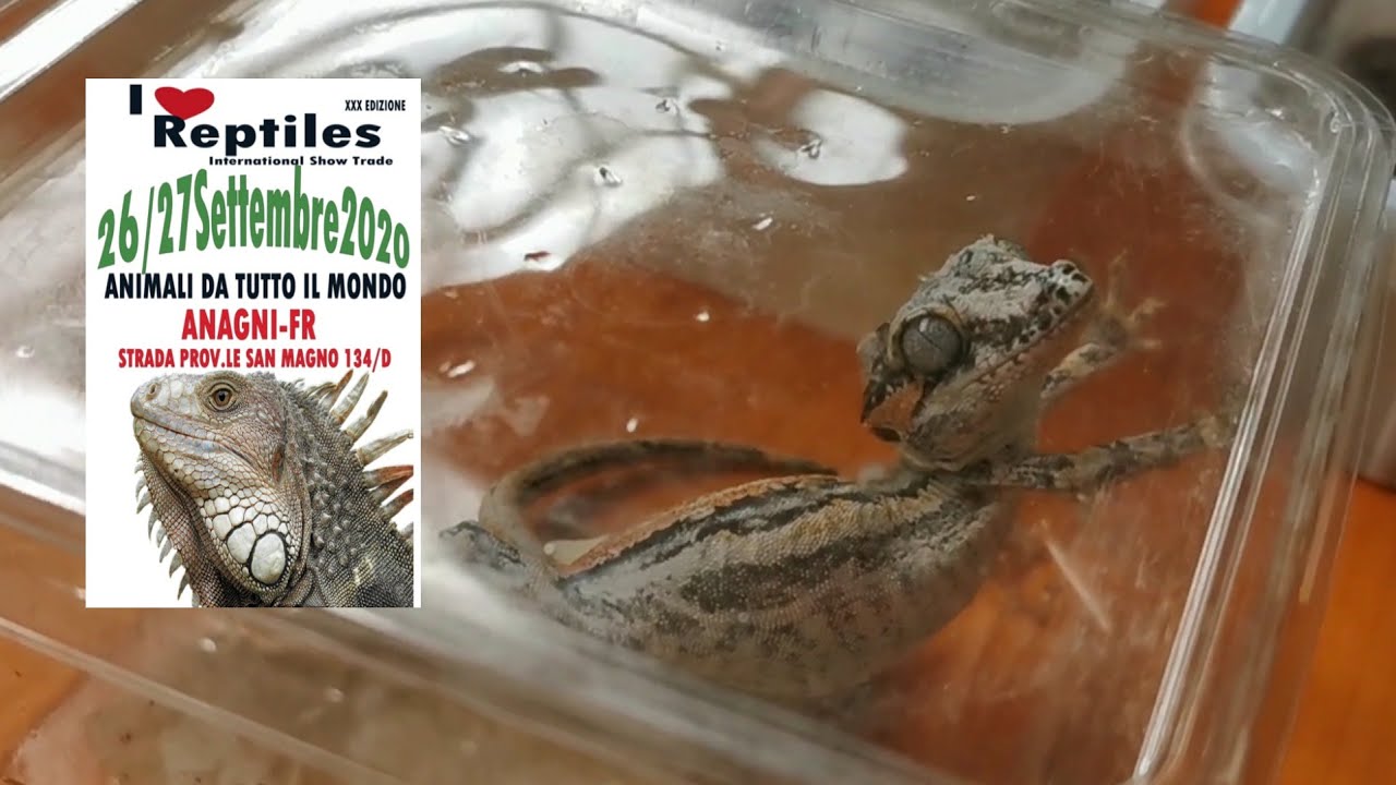 FIERA RETTILI e animali esotici (ANAGNI 26/27-09-2020)