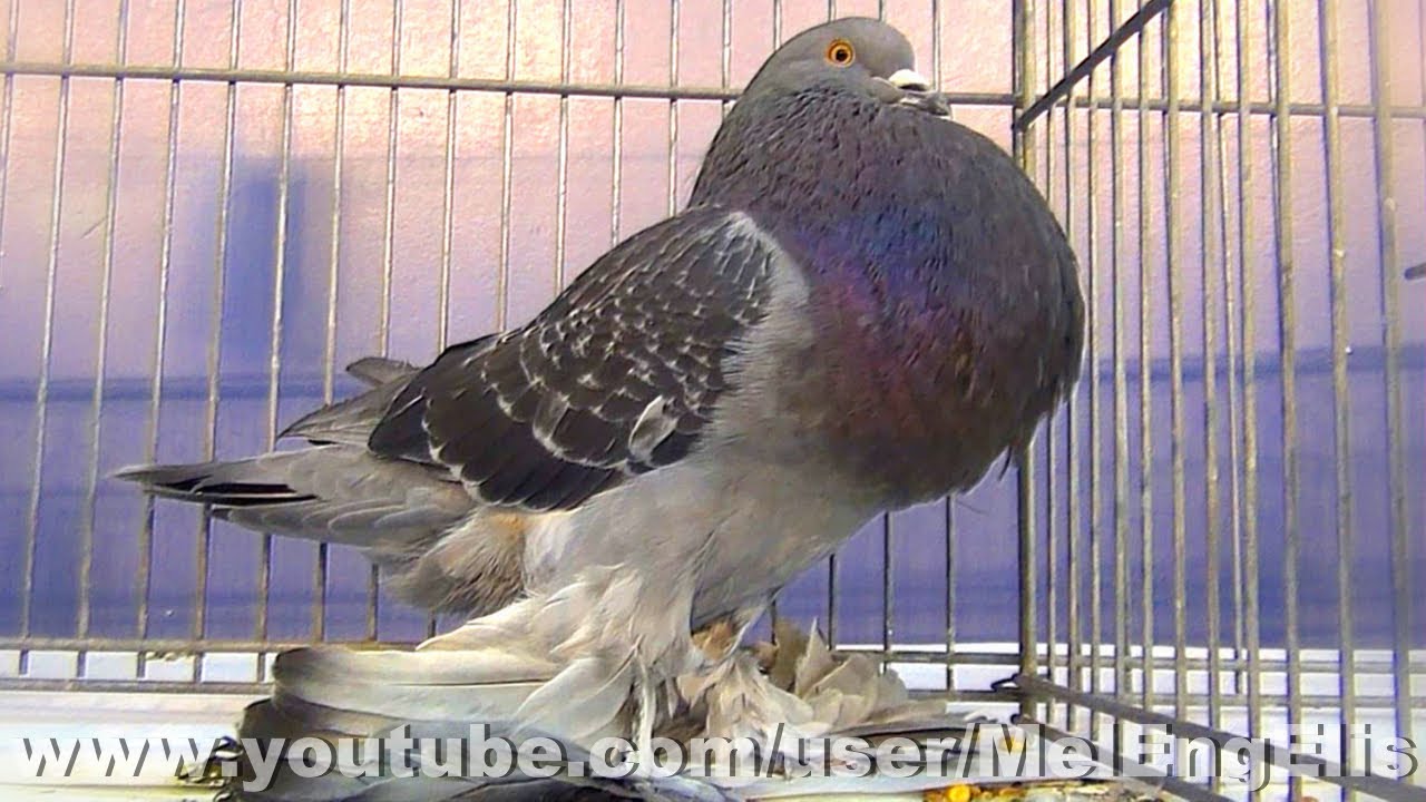 Best of Pigeons  Boulants ( pattus ) - Kr&ouml;pfer - Gozzuto - Buch&oacute;n - Kropper - Pouter