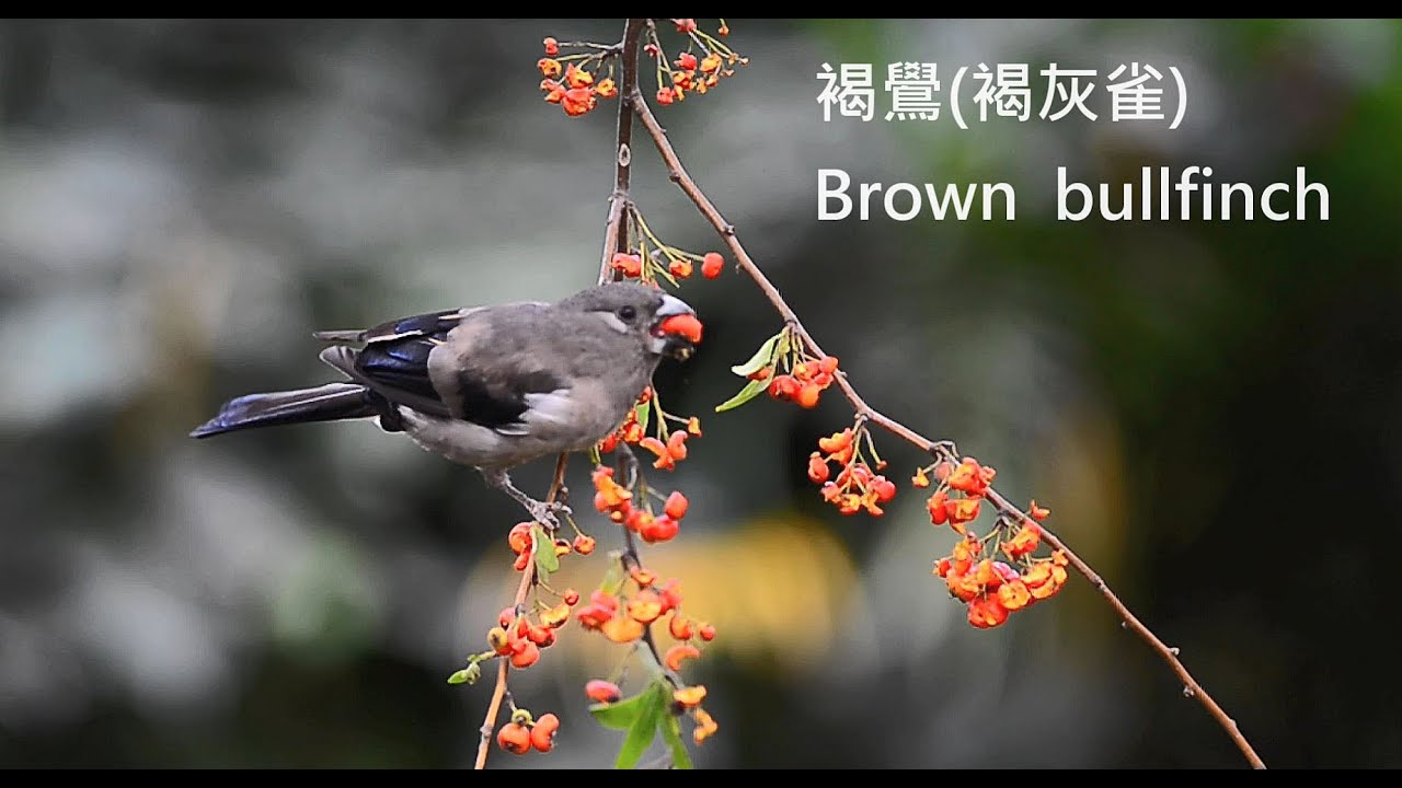 褐鷽(褐灰雀)/Brown bullfinch