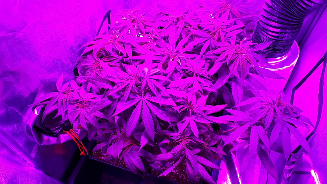 G8 LED 240 Veg/Flower