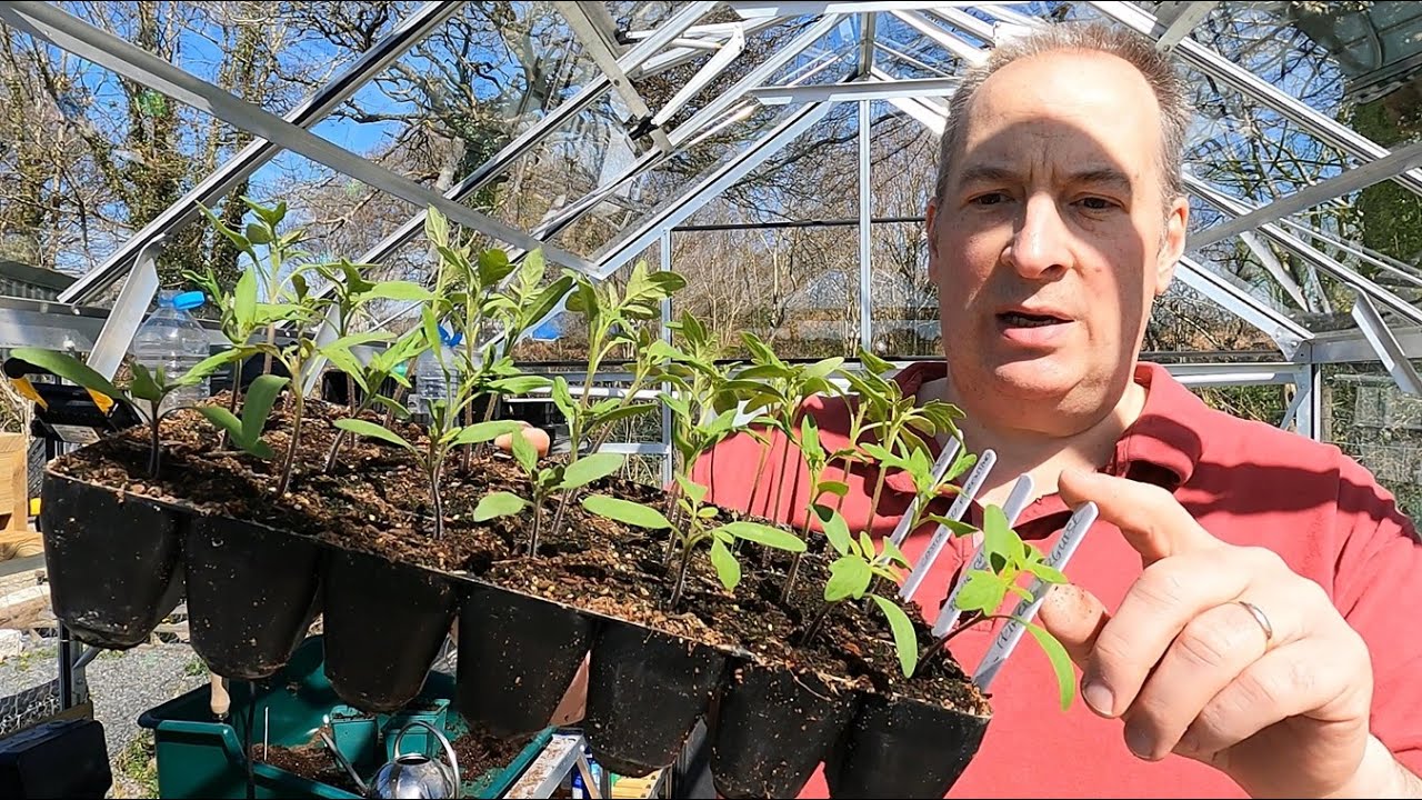 Sowing cucumbers and potting on tomatoes