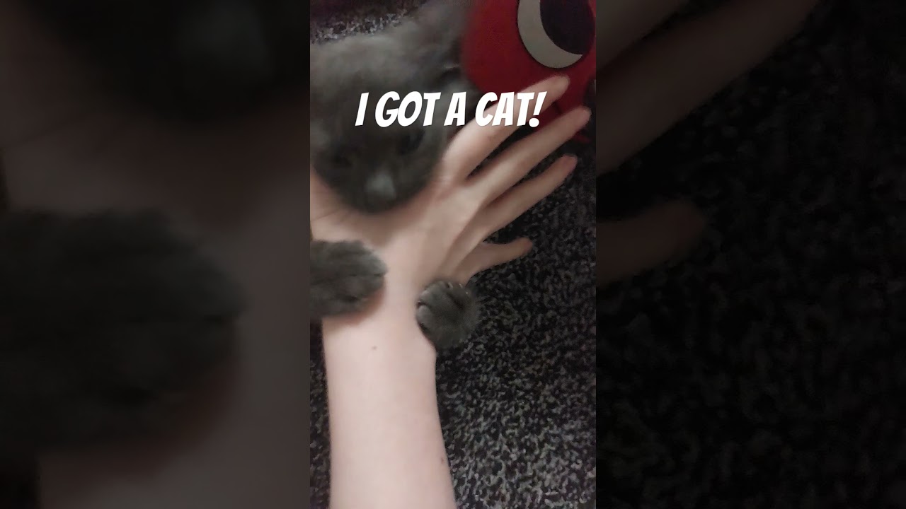 A new member of my family🫀 #cat #funny #ytshorts