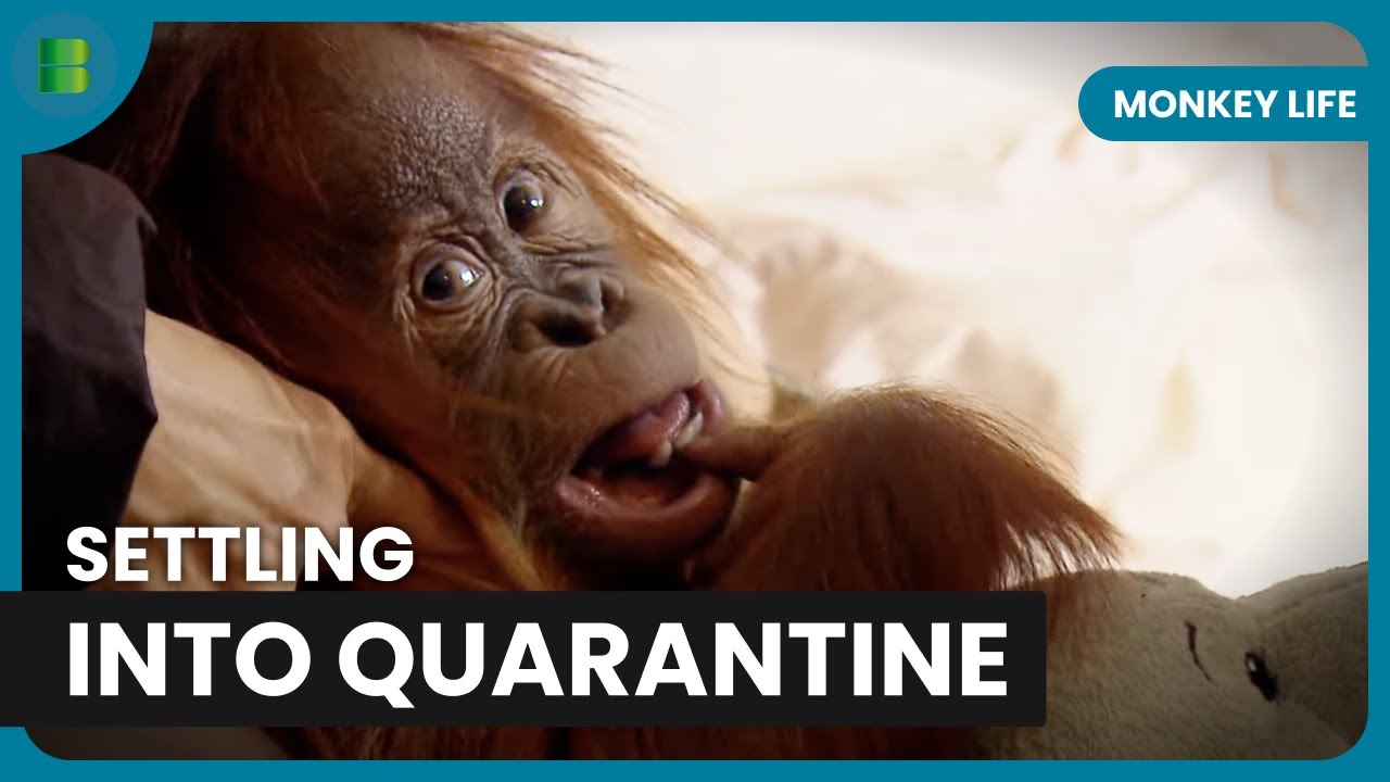 Baby Orangutan Settles Into Quarantine Home | Monkey Life