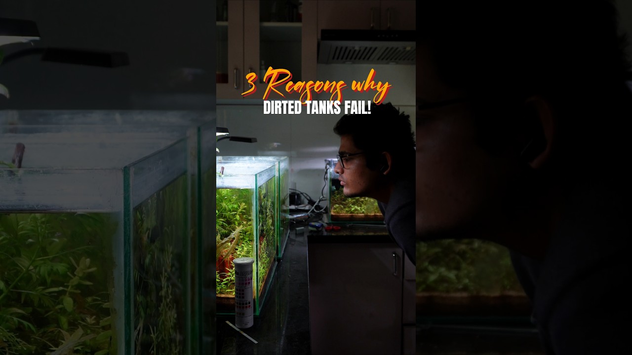 3 reasons why Dirted tanks fail 😯! #fishtank #aquarium #plants #fish #pets #aquascape #aquaticpets