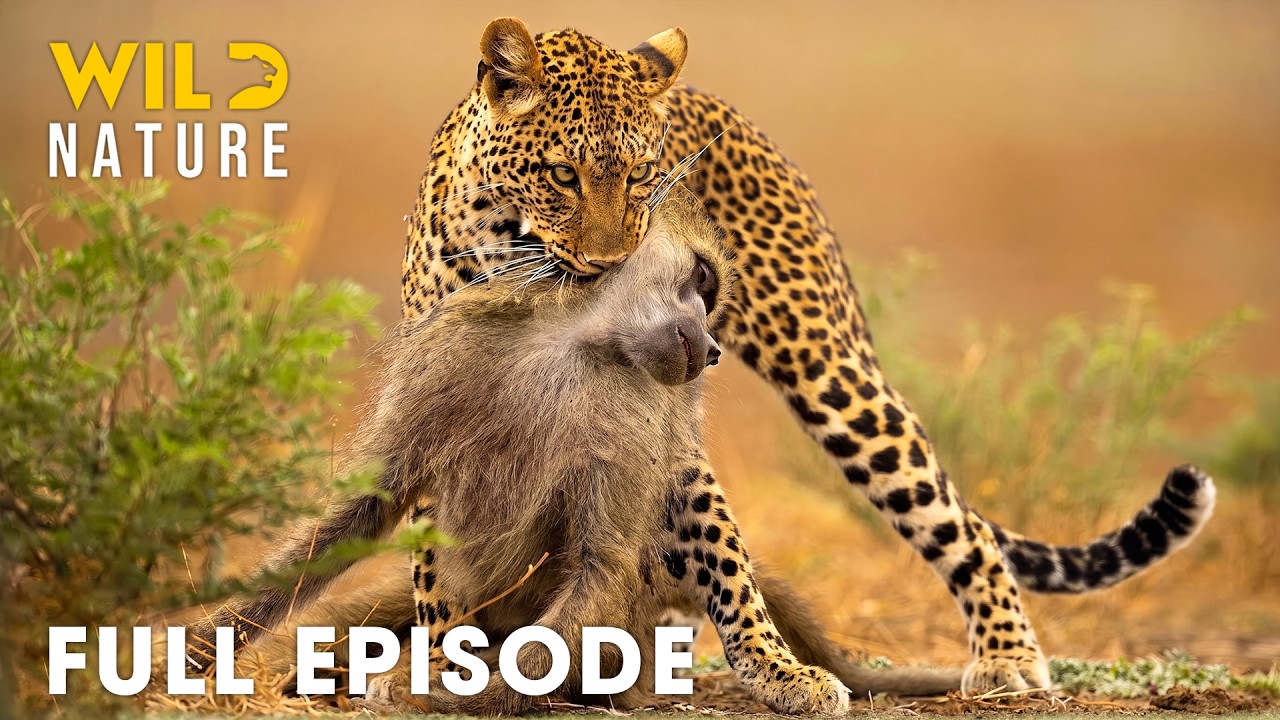 Win or Die | African Deadliest Battles for Survival (Full Episode) | Wildlife Documentary