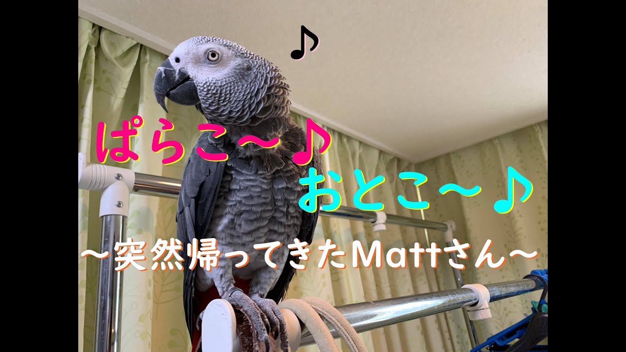 ぱらこ～♪おとこ～♪～突然帰って来たＭattさん～ ヨウムのるいちゃん