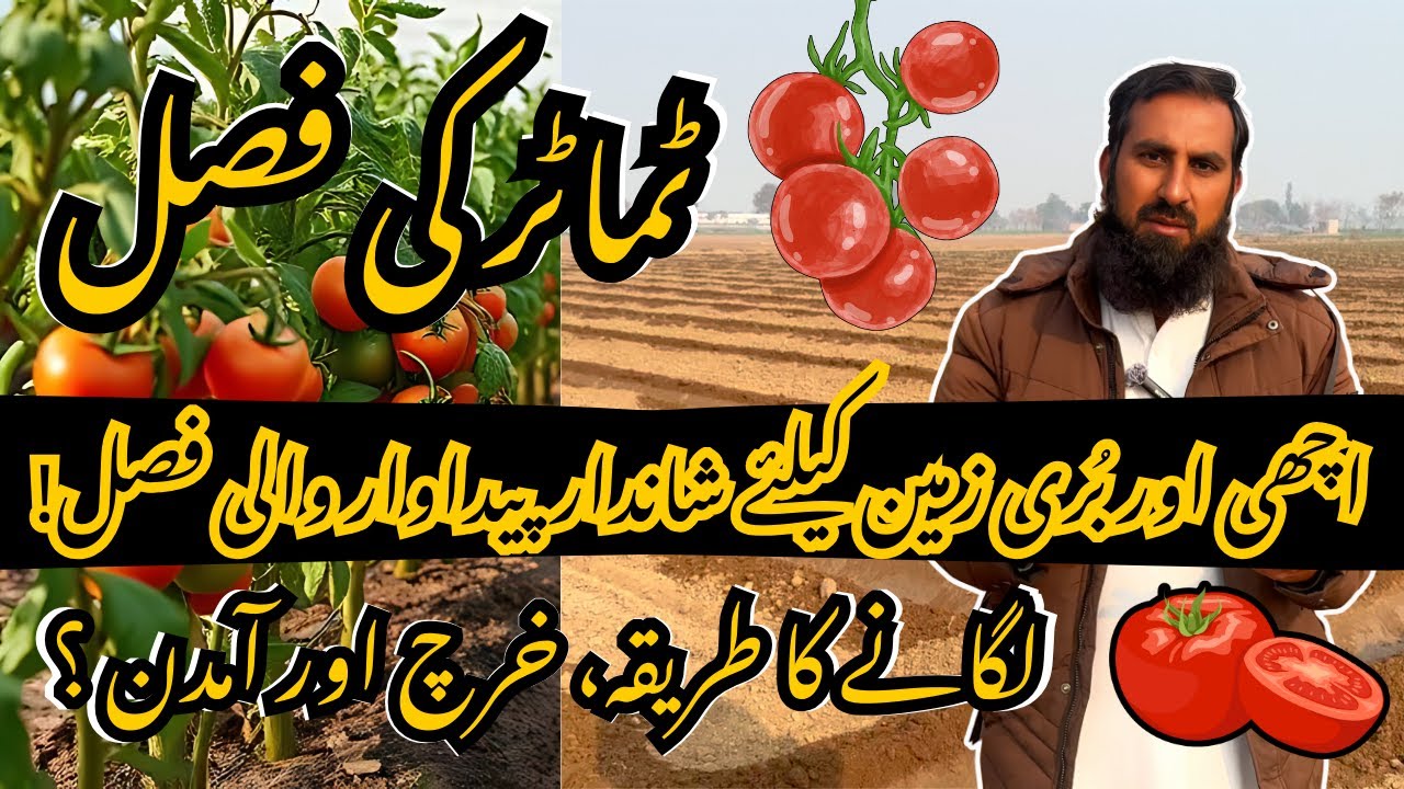 DIY Tomato Farming | High Yield Secrets || Kam Kharch Zyada Paidawar || Behtareen Fasal Ka Raaz