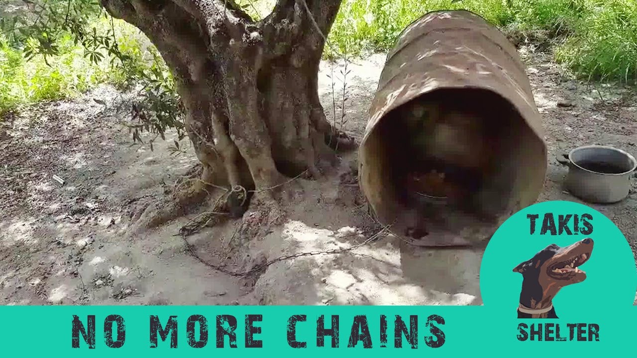 No More Chains - Takis Shelter