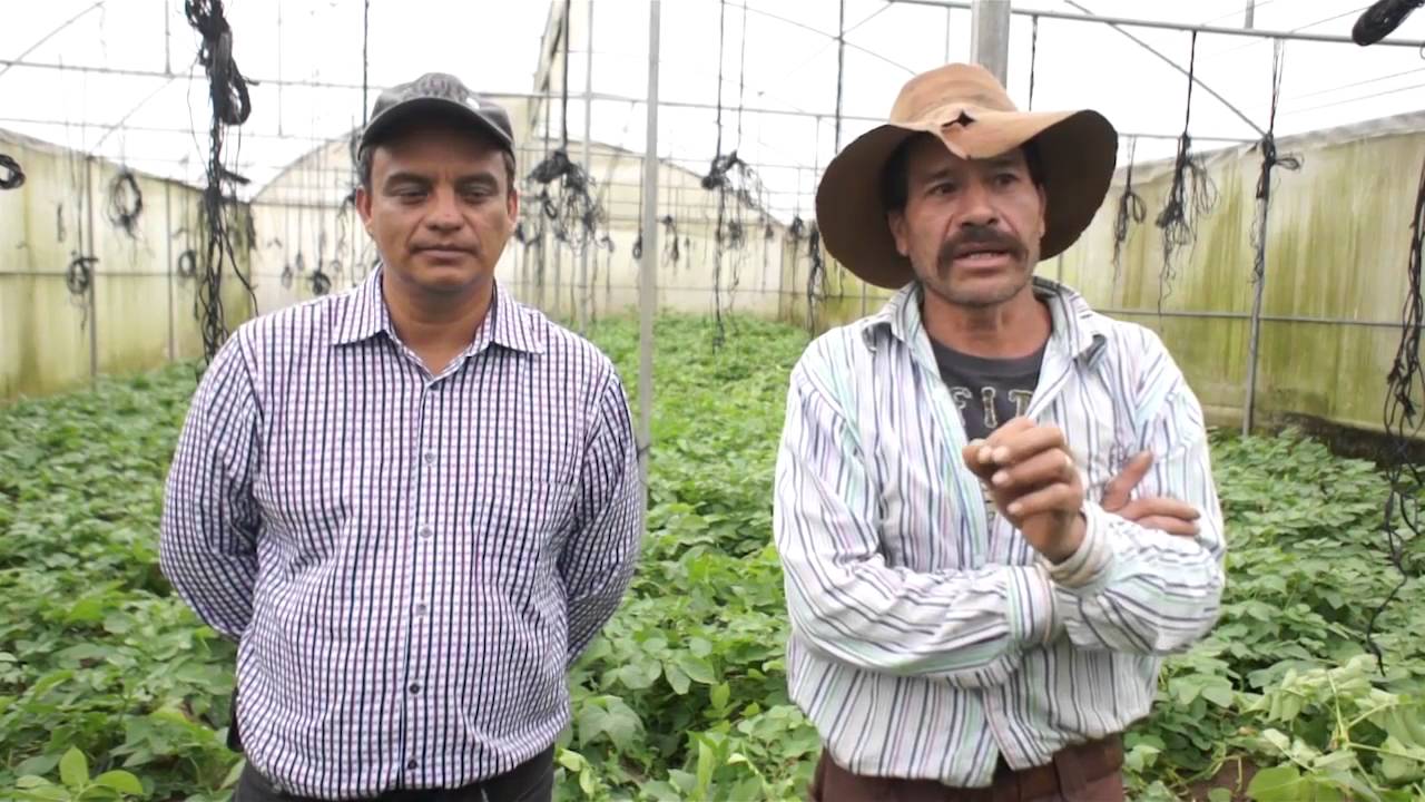 Taller de producción hidropónica de papa