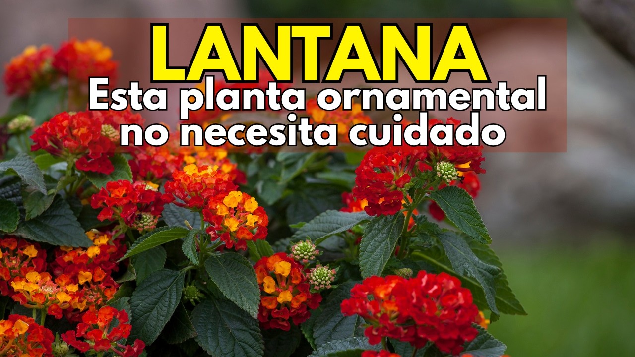 LANTANA: la flor resistente, colorida y polémica del jardín 🌸