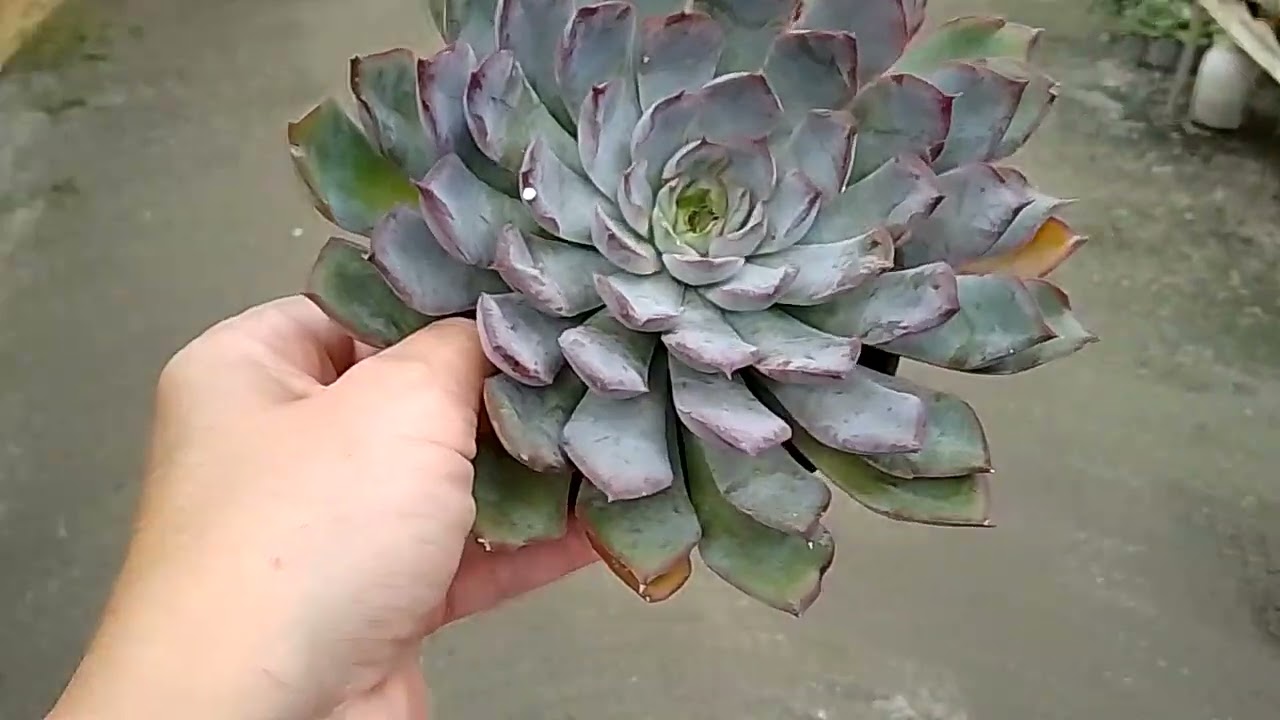 Uma jóia de suculenta 🥰💕#suculentas #arranjofloral #fyp #foryou #foryourpage #fy #plantas #garden 