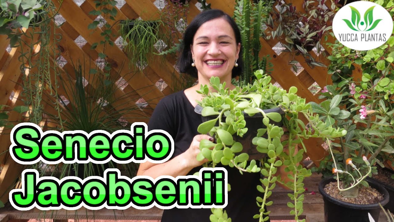 Senecio jacobsenii - Conhe&ccedil;a essa LINDA Pendente!