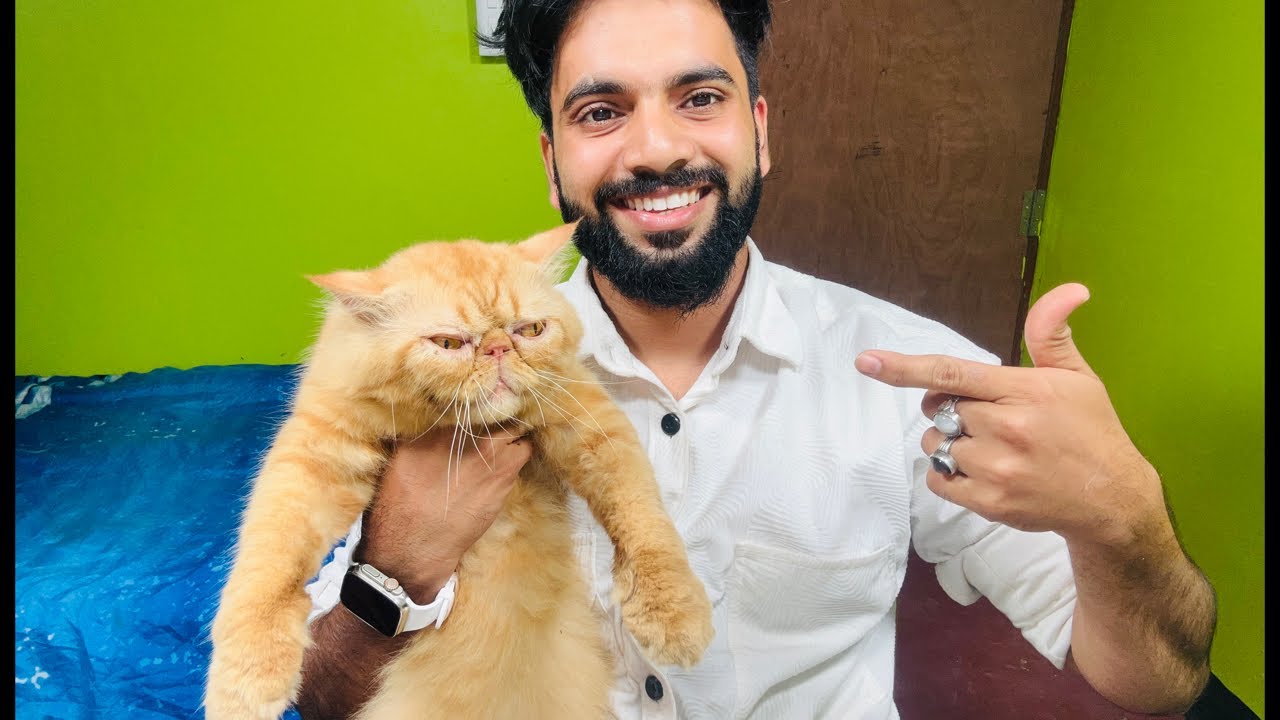 Persian Cats For Sale #live #cat