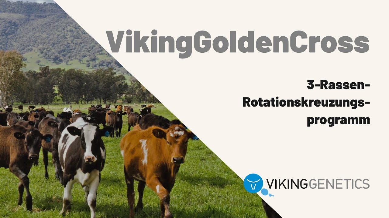 VikingGoldenCross – Kreuzungszucht für saisonales Kalben