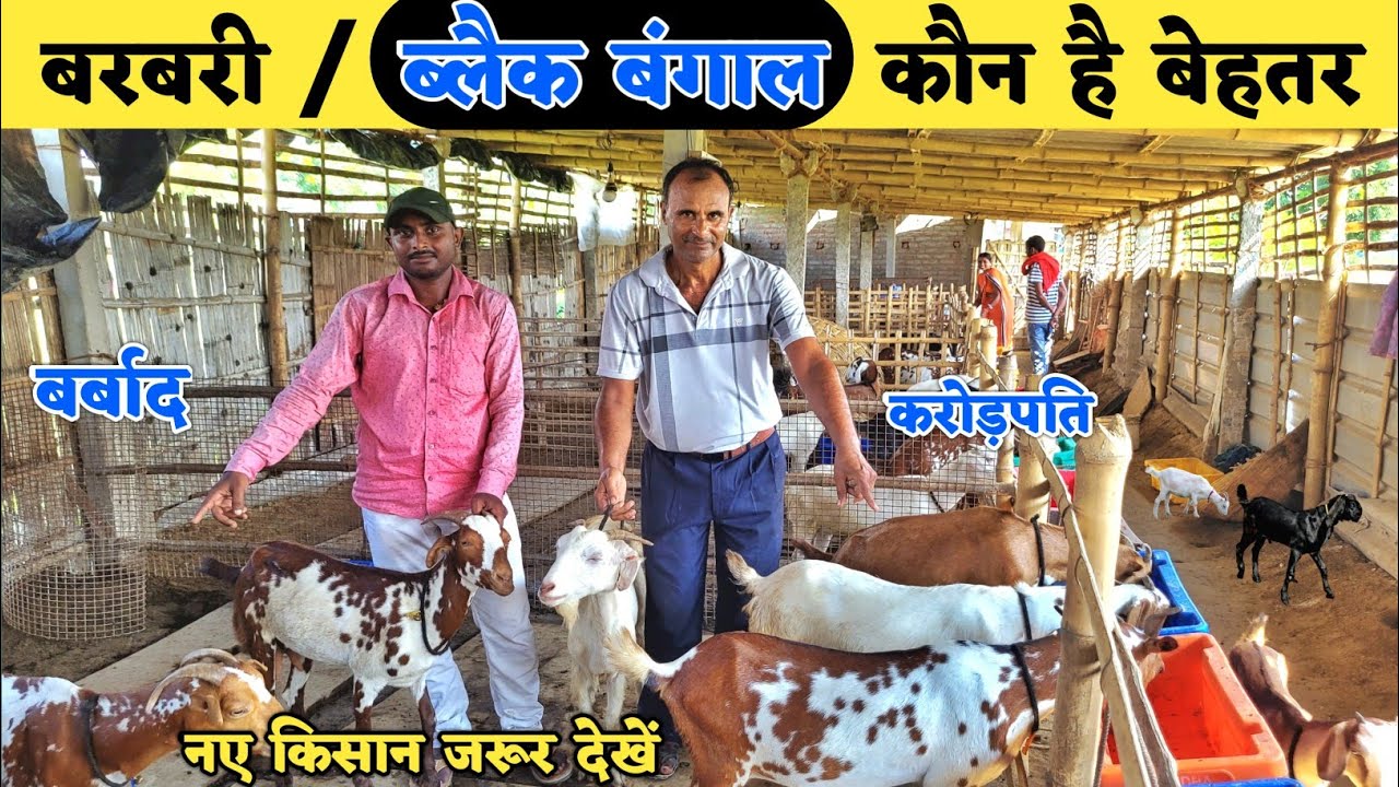ब्लैक बंगाल या बरबरी में कौन सी बकरी का पालन करें | Black bengal vs barbari goat farming