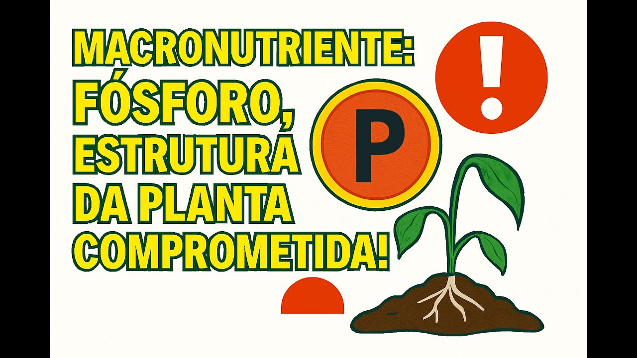 Macronutriente: Fósforo, estrutura da planta comprometida!