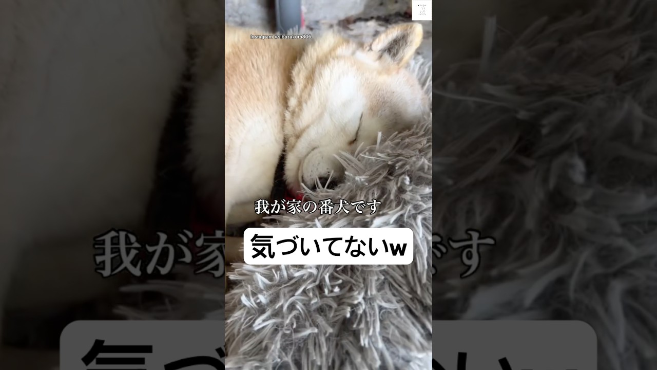 我が家の番犬&hellip;15歳柴犬☺️    #老犬　#柴犬　#シニア犬　#面白い　#犬のいる暮らし