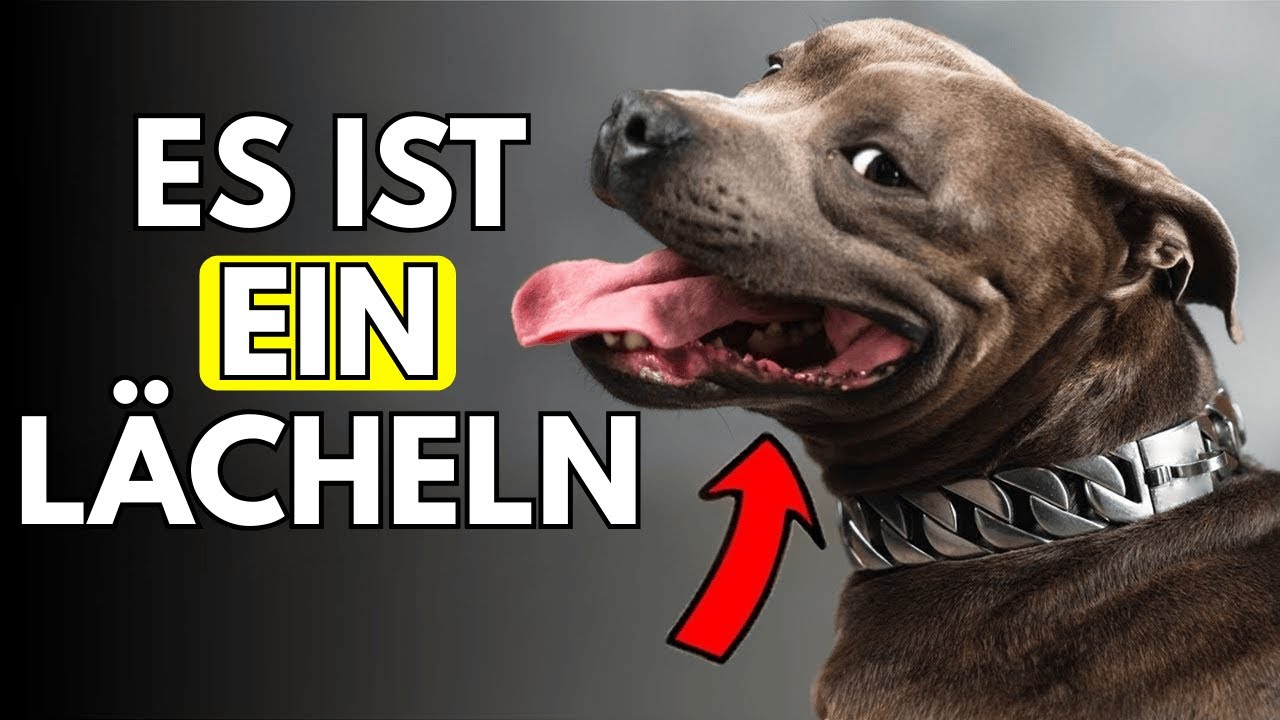 Der wahre Grund, warum Hunde LÄCHELN (beängstigend)