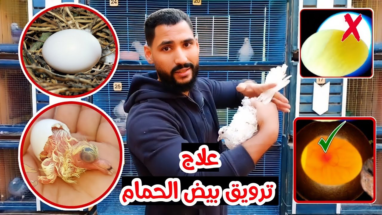 بيض الحمام فاضي مفيش تخصيب | اعرف الاسباب والعلاج من ابو مريم التونسي