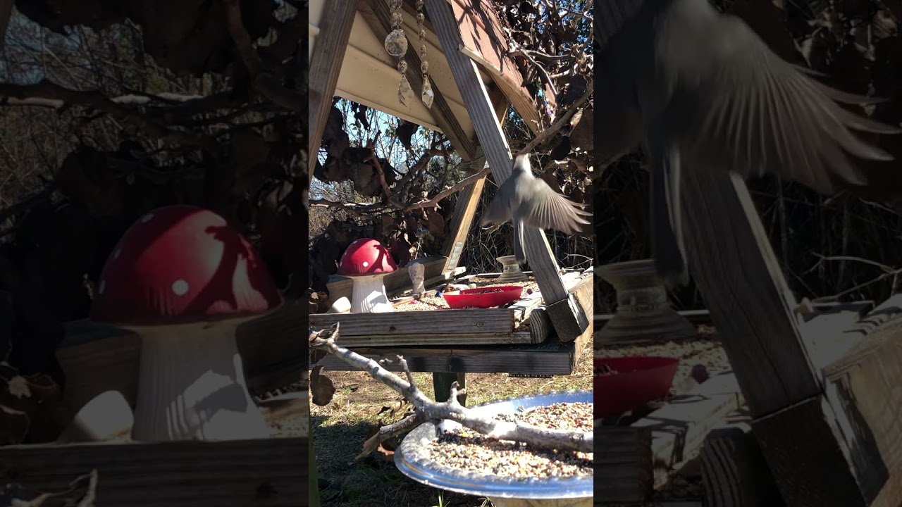 Busy Bird House 2