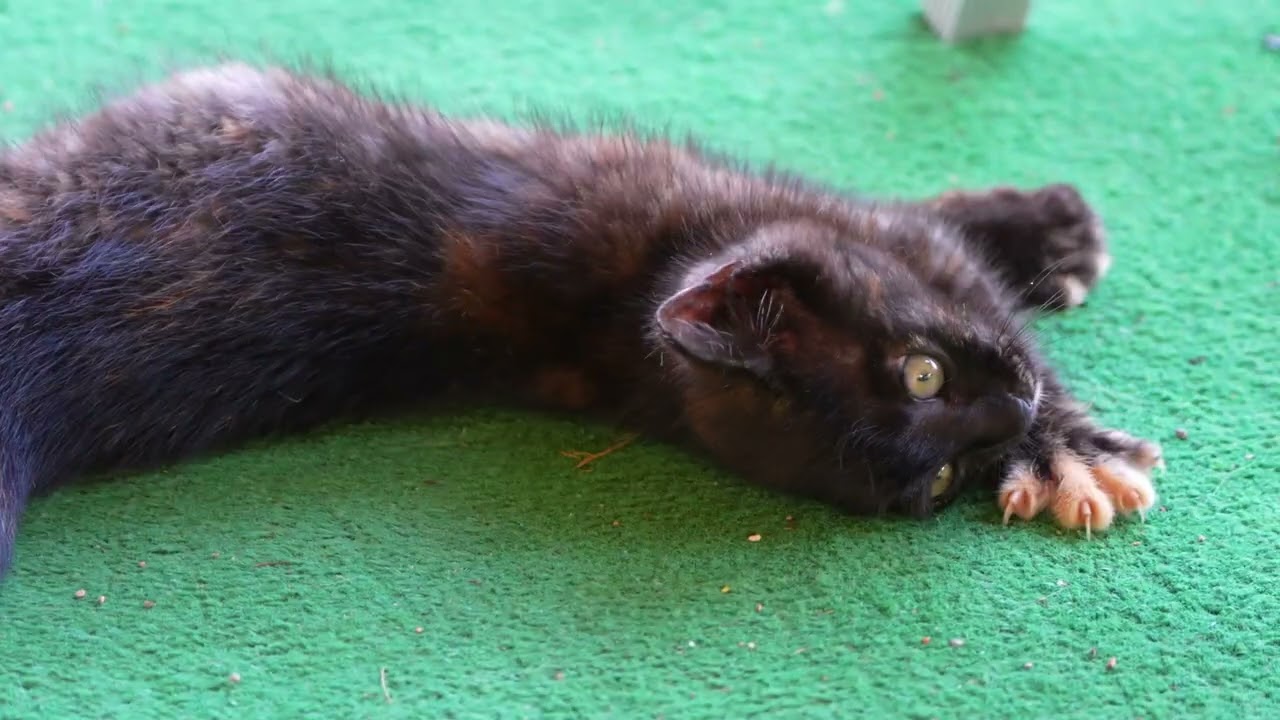 Philberta the queen of cuteness