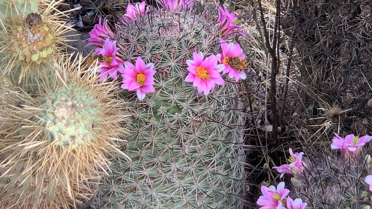 Cave Creek Regional Park - Overton Trail - Part 2 - Arizona