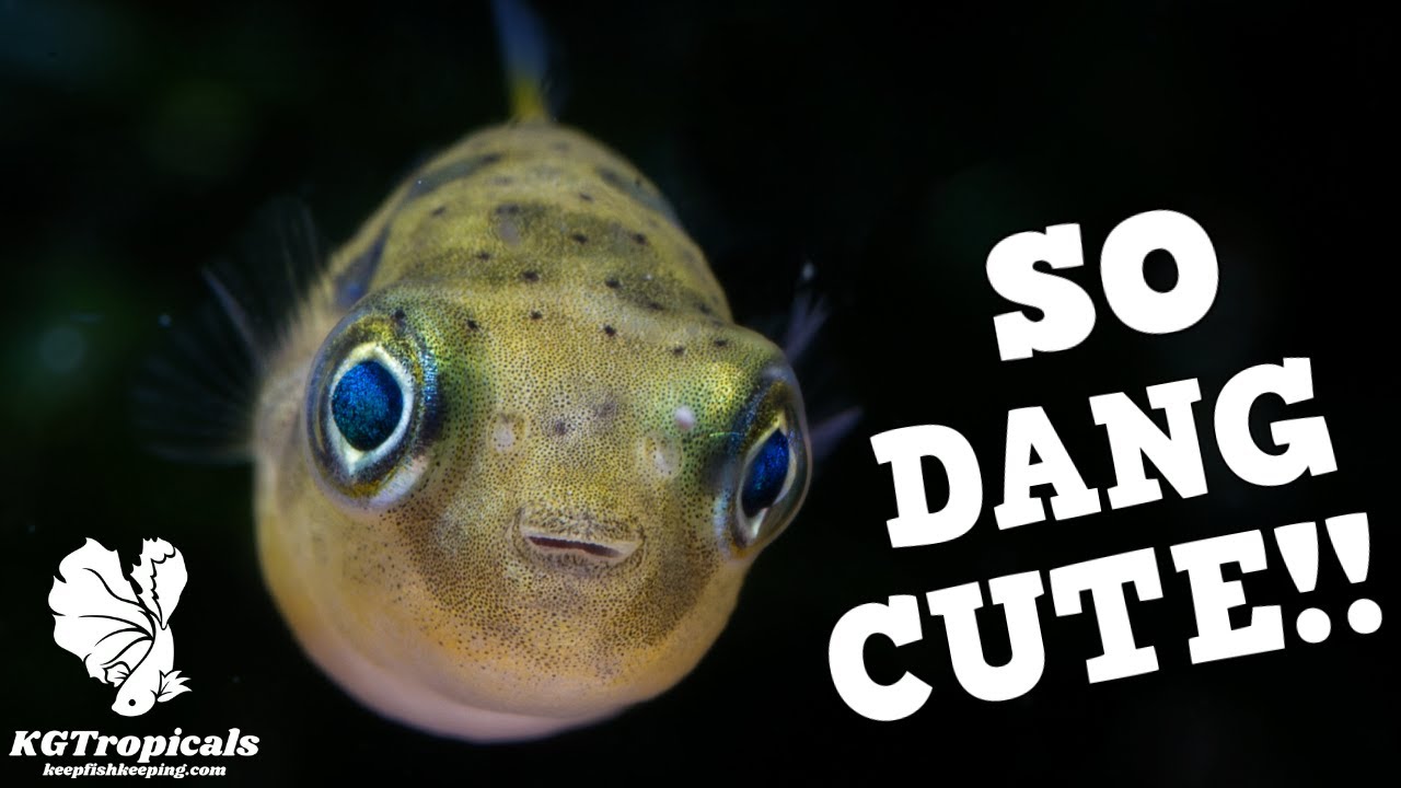 The BEST Advice For Selecting Fish For Your Aquarium