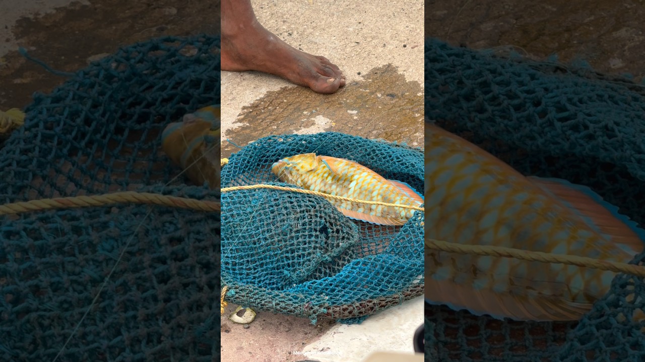 While travel in Pamban bridge find this fishing video #newfishingvideo