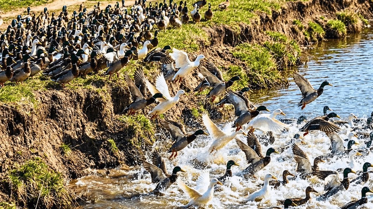 Massive Flock of Ducks Jumping into River! Crazy Splash & Chaos