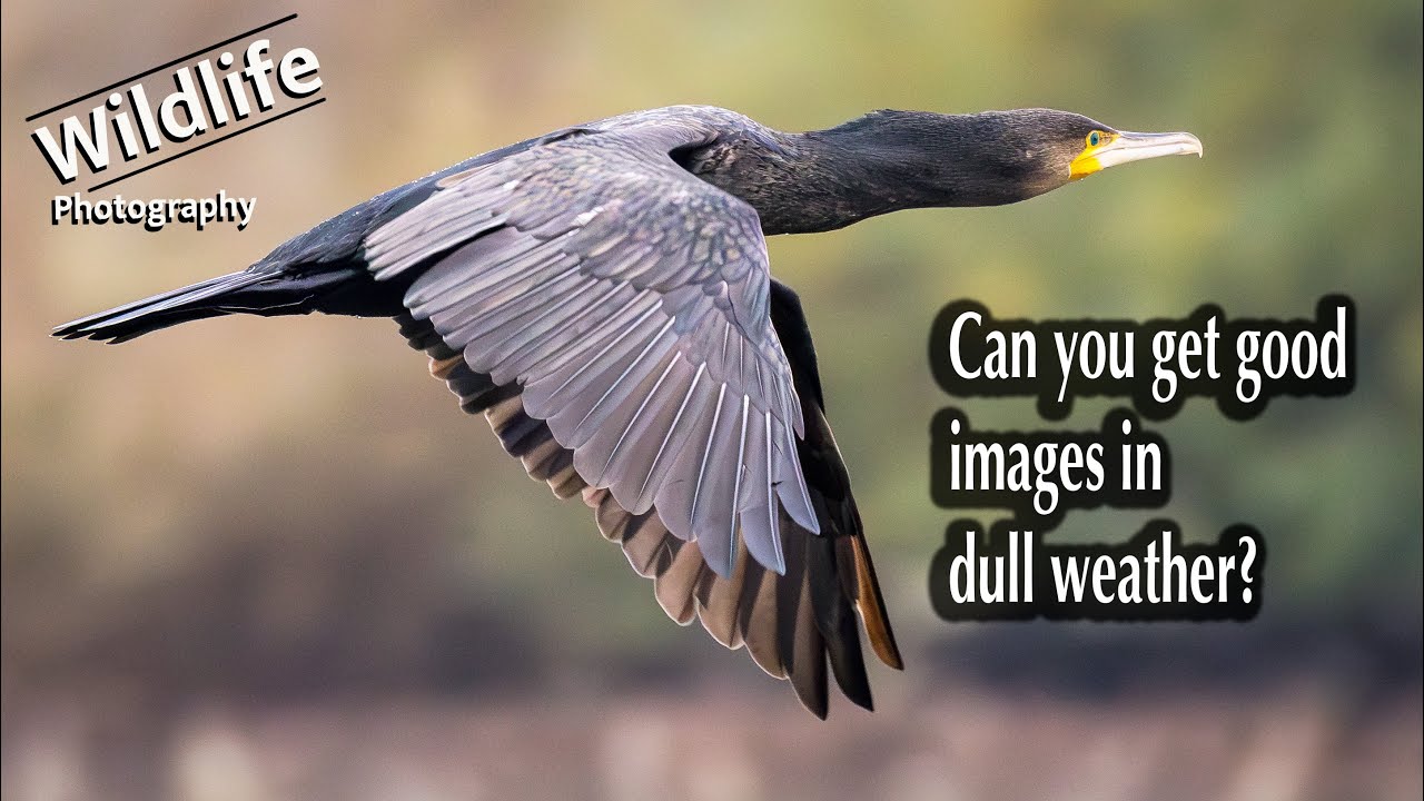 Wildlife Photography - Dull Days Can Still Give Good Results!