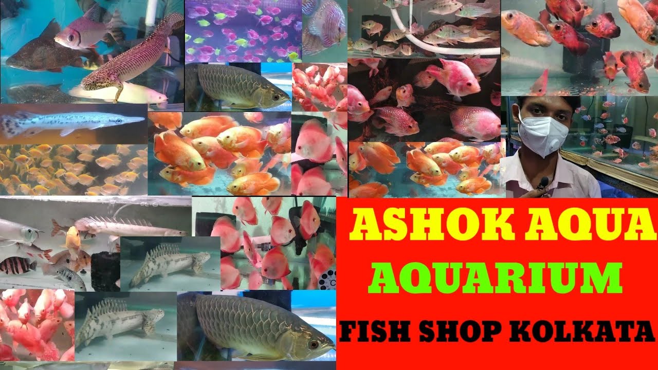 Ashok aqua fish shop 3rd part🐕quarium fish shop kolkata🐕Aquarium fish Shop price in India