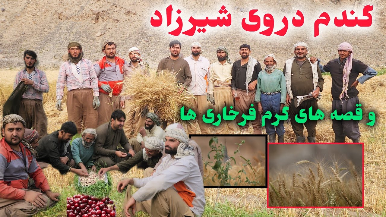 گزارش شرین آغا شیرزاد از گندم دروی در فرخار ولایت تخار /کندز فنس/
