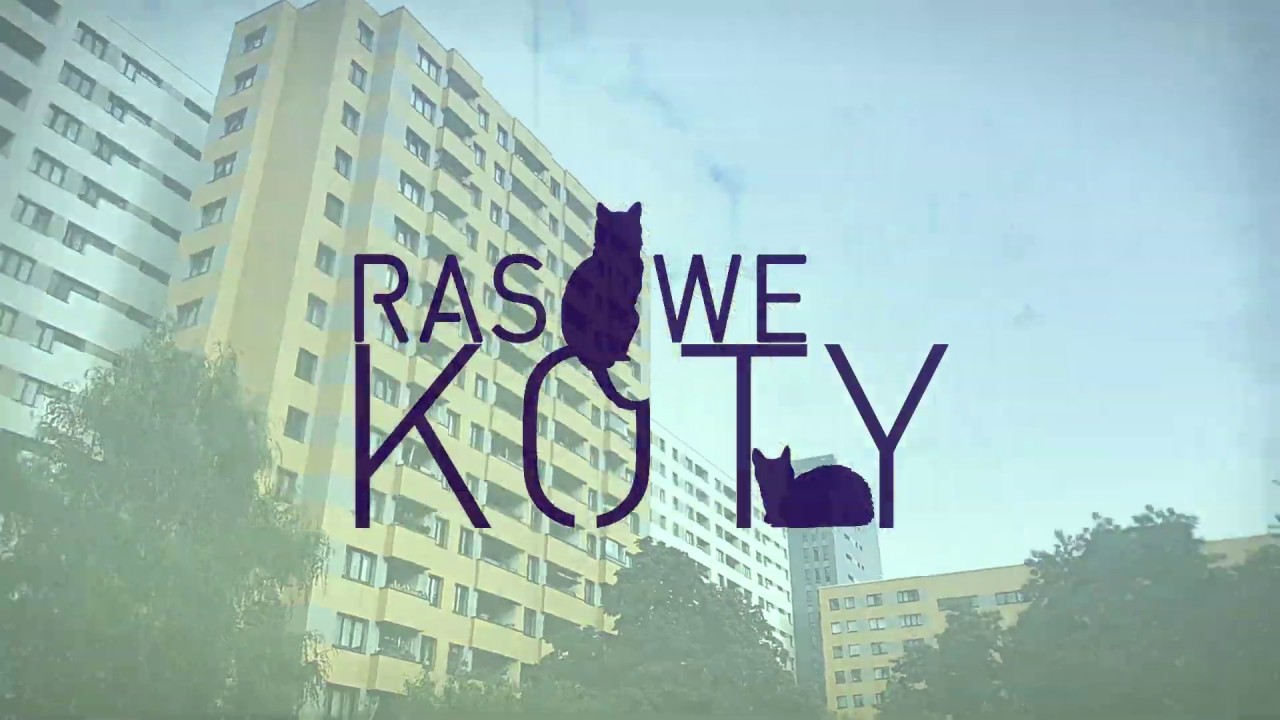 Djobelny X Slązak Bloki ALBUM RASOWE KOTY