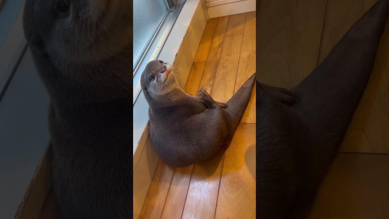 Bare belly otter😂