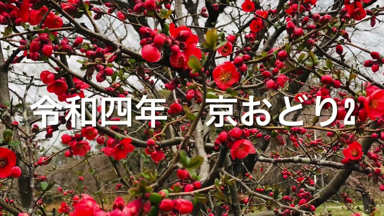 宮川町の世界〜京おどり2〜元禄花見踊