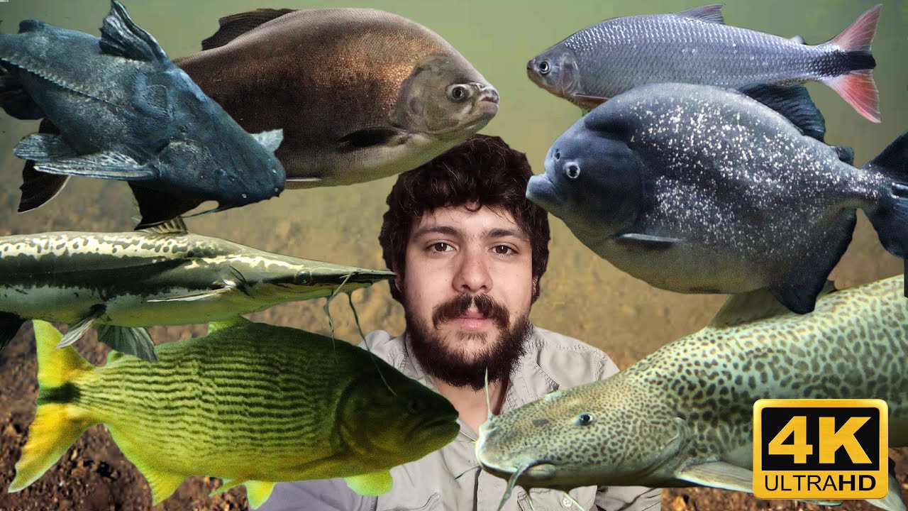 DATOS E INFO | PECES DEL PARANÁ | PARTE 1