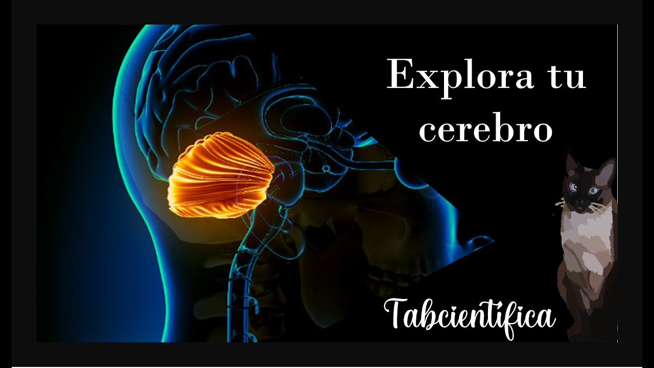 ¿Qué hacen el Cerebelo y Bulbo raquídeo?