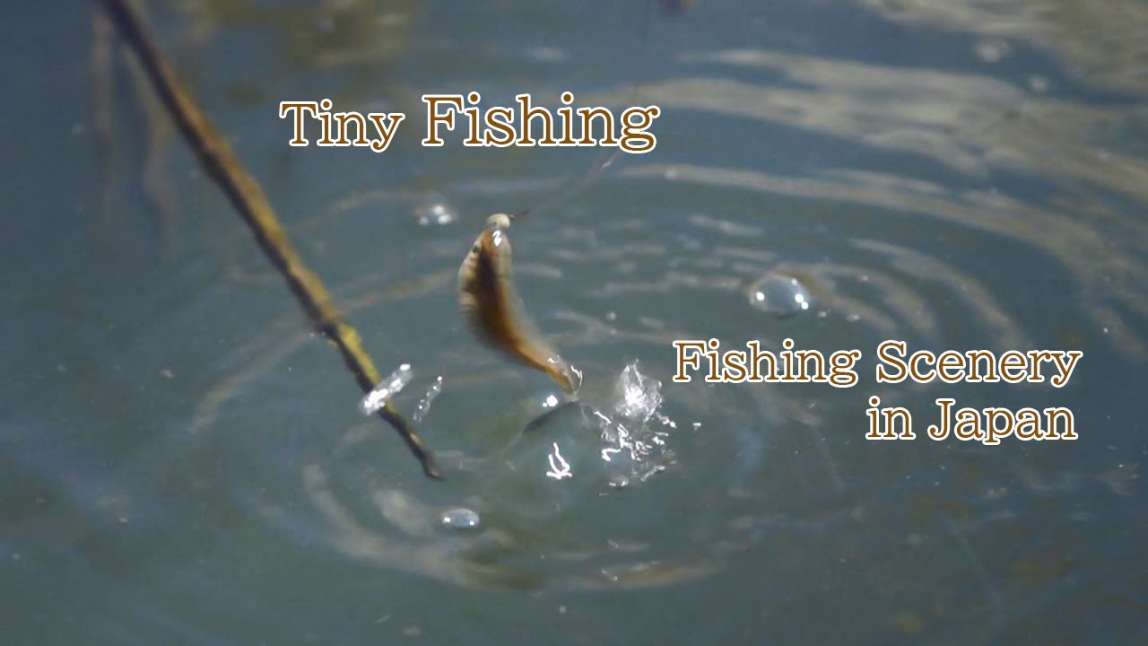 Tiny fishing in Japan 【Good old Japanese fishing culture】 Traditional micro fishing.