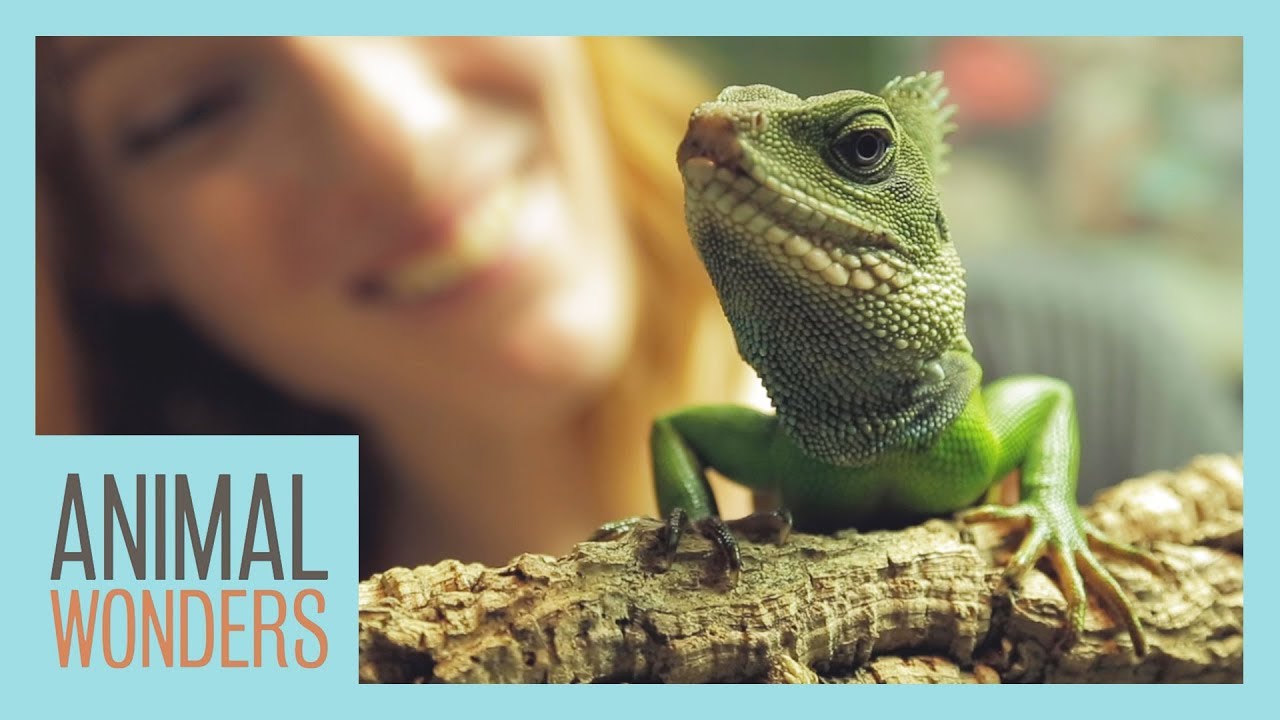 Участники группы The Animals — левши или правши?