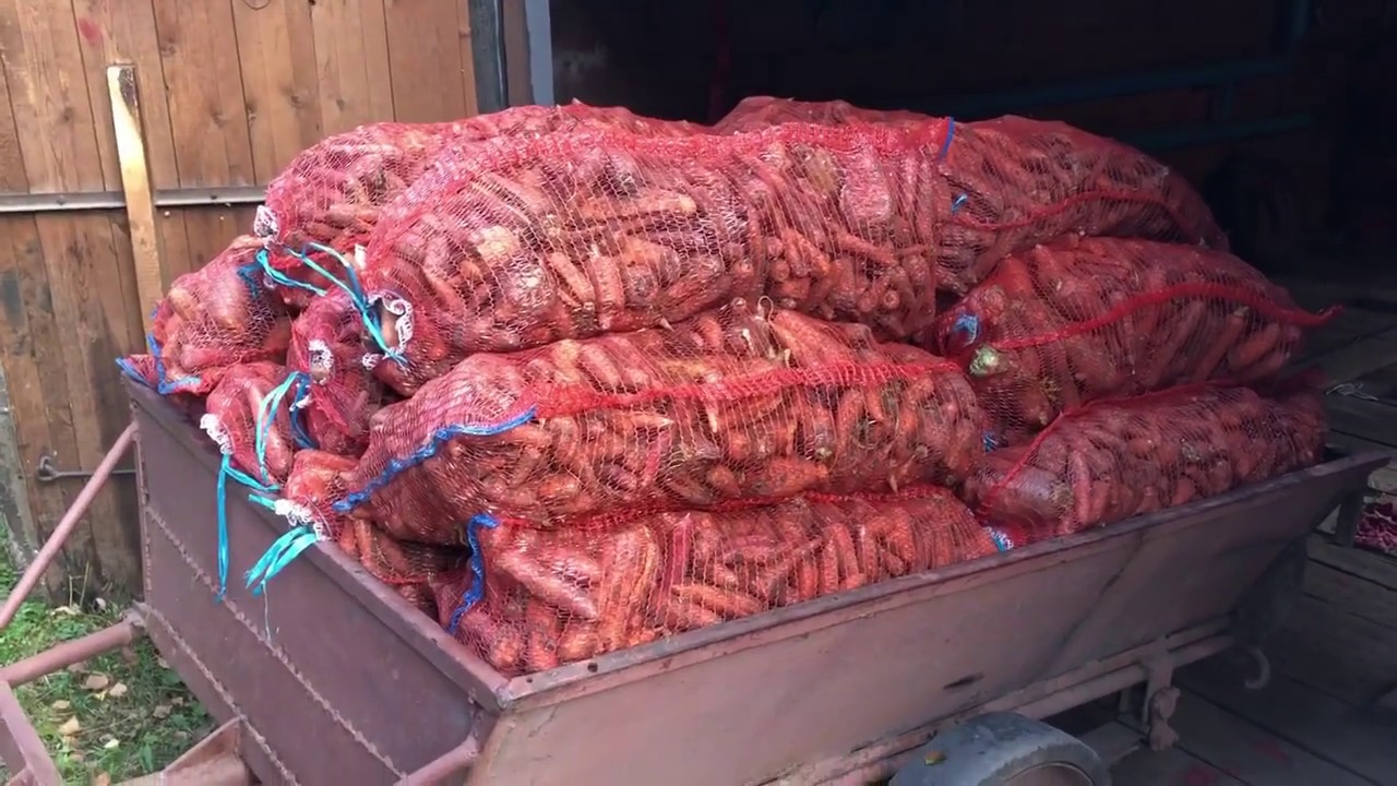 Завёз морковь и картофель для бычков.