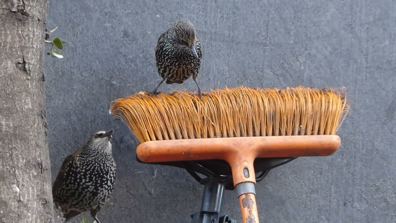 Starlings & Gulls In Berlin