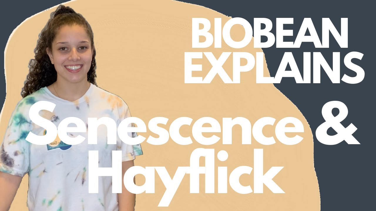 BIOBEAN EXPLAINS: Senescence and Hayflick Limit