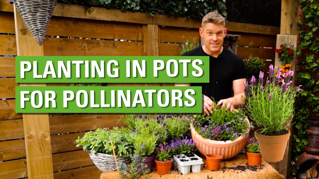 Planting For Pollinators