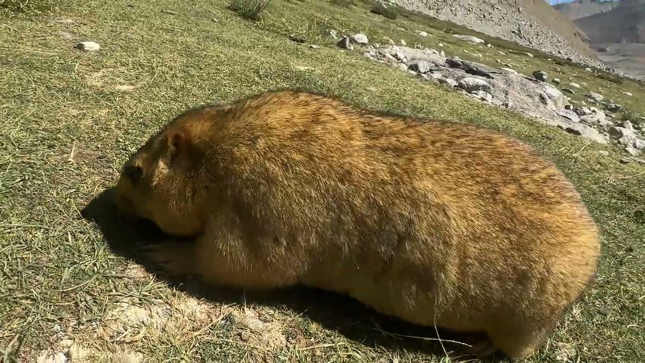 Himalayan Marmot |