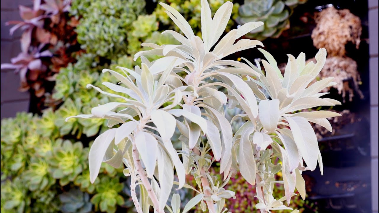 Saging OC • Why is it Important to Plant Native White Sage? With Suzanne