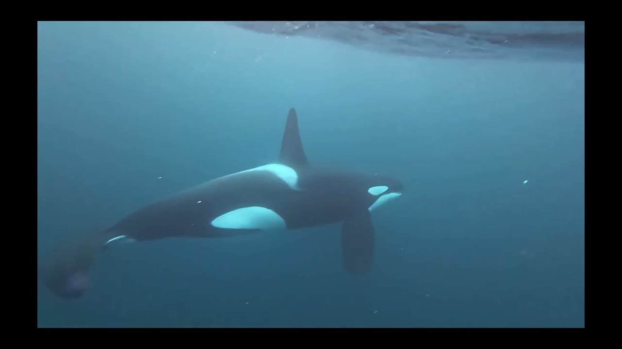 Valhalla Orca Expedition - Norway - Seglvik - Nov 2025