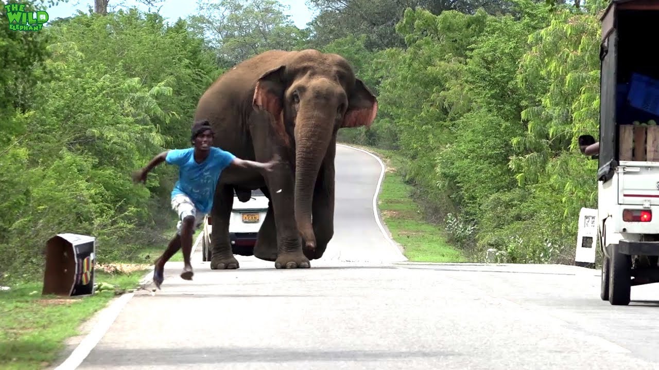 A elephant demands and gets all the food from travelers.Never feed elephants